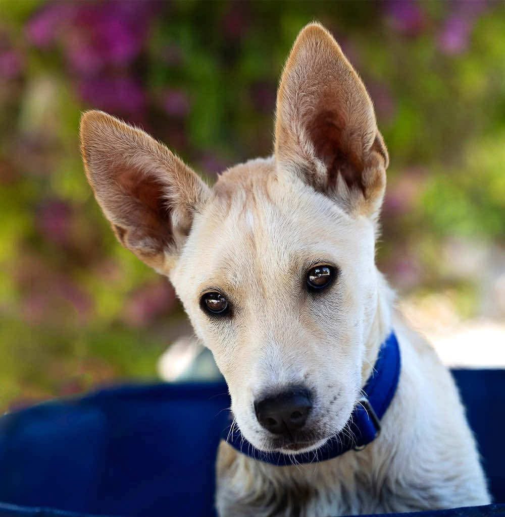 GalgosdelSol's tweet image. How is this fabulous boy not adopted yet. Meet Dylan ❤️
He’s five months old and a right little character.
If you’re looking for fun then he’s your boy. He’s doing great with other dogs, his previous leg injury seems to be over and he’s ready for a home.
Oh come on… you can’t…