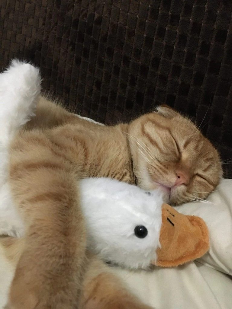 TheMeowProject's tweet image. Happy sleep you all