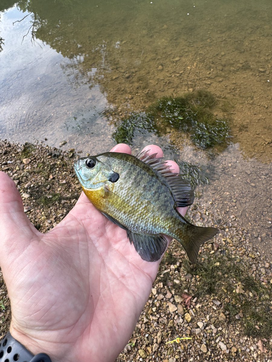 pastor_tyler4's tweet image. Got out with the fly rod as the sun was coming up for one last fishing trip with my fishing partner before little sister gets here.