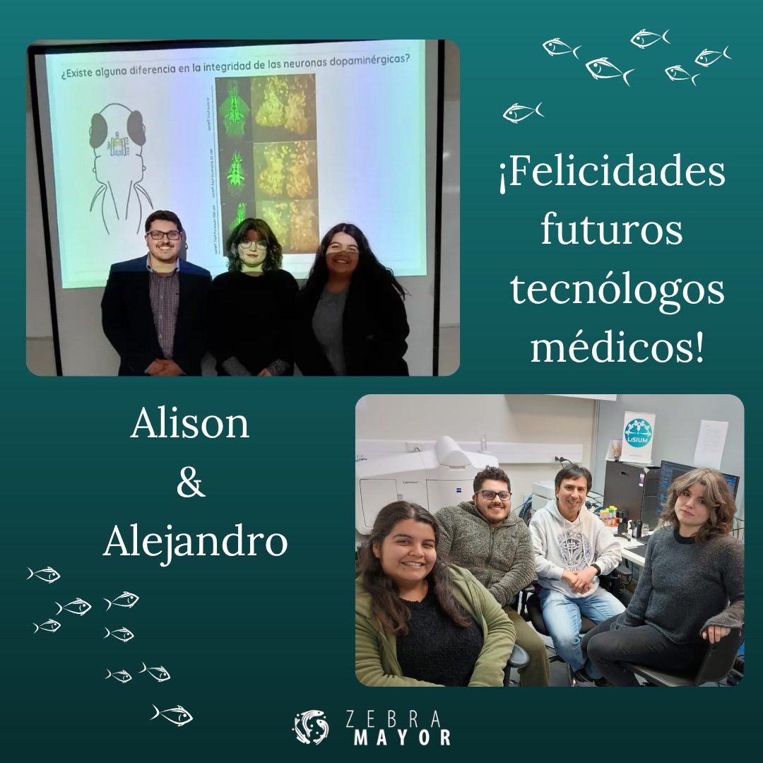 Zebramayor (@zebramayor) on Twitter photo Alison y Alejandro presentaron exitosamente su tesis la semana pasada!
👏👏👏
Ellos trabajaron en el lab de <a href="/canicacanica/">Joaquín Letelier</a>, junto a la PhD(c) Begoña Aranda.
🥼🐟
La imágenes son de su defensa y el proceso de trabajo con <a href="/LiSIUM_Chile/">Light-Sheet Imaging U. Mayor</a>
🔬
¡Les deseamos lo mejor en sus internados! Alison y Alejandro presentaron exitosamente su tesis la semana pasada!
👏👏👏
Ellos trabajaron en el lab de <a href="/canicacanica/">Joaquín Letelier</a>, junto a la PhD(c) Begoña Aranda.
🥼🐟
La imágenes son de su defensa y el proceso de trabajo con <a href="/LiSIUM_Chile/">Light-Sheet Imaging U. Mayor</a>
🔬
¡Les deseamos lo mejor en sus internados!