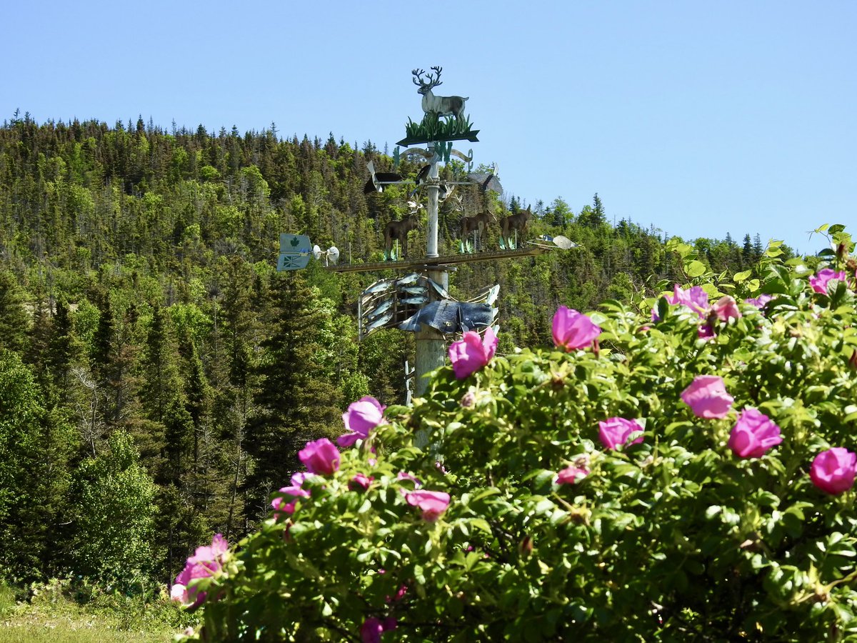 stan_sdcollins's tweet image. The giant weathervane completely surrounded by wild rose trees at this time of the year. Just zoom in to see how many Park animals you can see on there.
