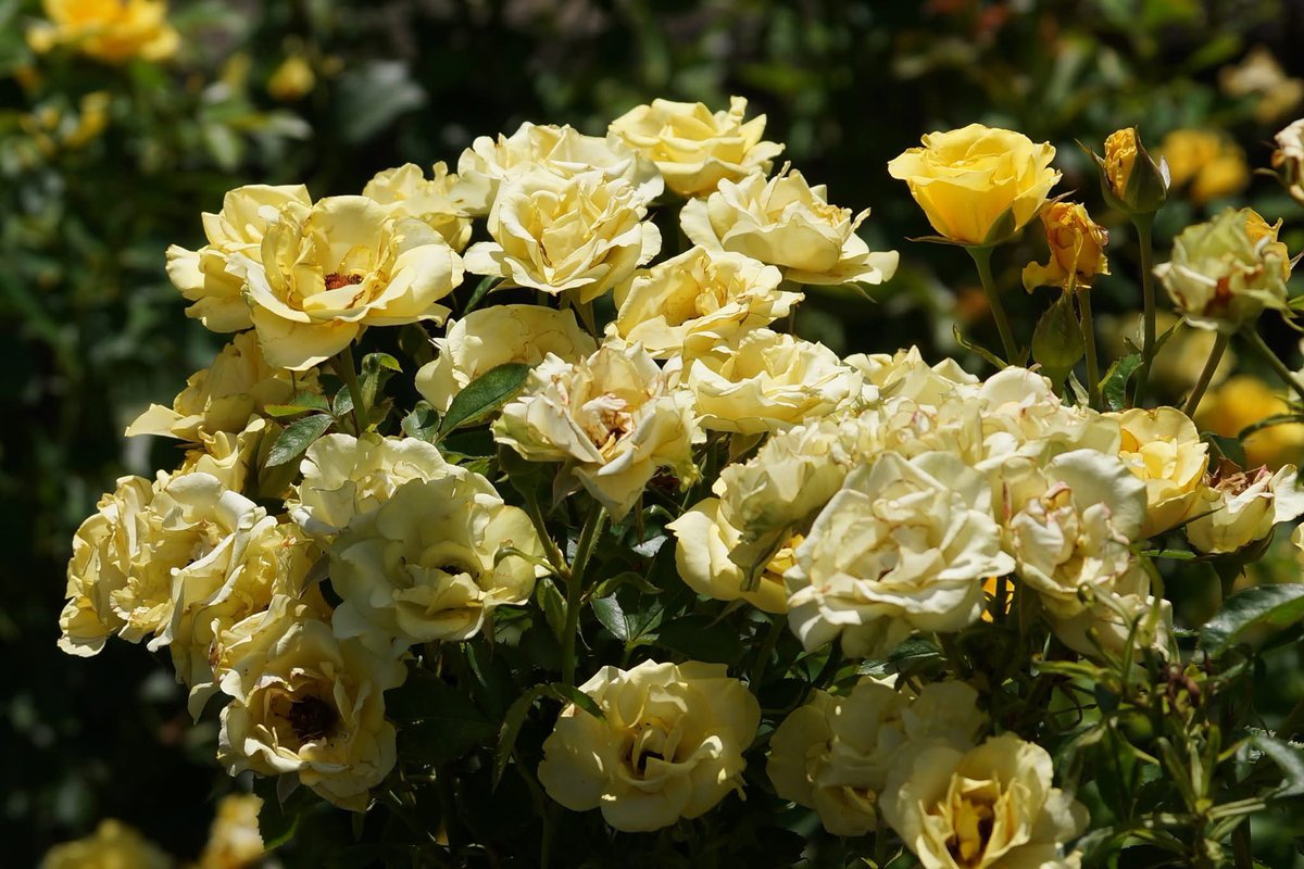 takecyanful's tweet image. 7/24 木曜日 🌦️ 25℃
☘️ おはようございます☘️
ーーーーーーーーーーーー
Good morning everyone
ーーーーーーーーーーーー
☘️🌸☘️