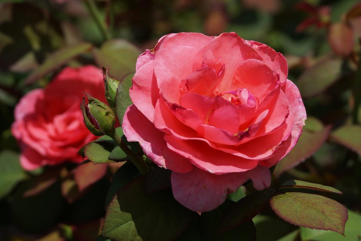 takecyanful's tweet image. 7/24 木曜日 🌦️ 25℃
☘️ おはようございます☘️
ーーーーーーーーーーーー
Good morning everyone
ーーーーーーーーーーーー
☘️🌸☘️