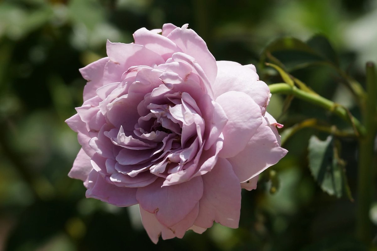 takecyanful's tweet image. 7/24 木曜日 🌦️ 25℃
☘️ おはようございます☘️
ーーーーーーーーーーーー
Good morning everyone
ーーーーーーーーーーーー
☘️🌸☘️
