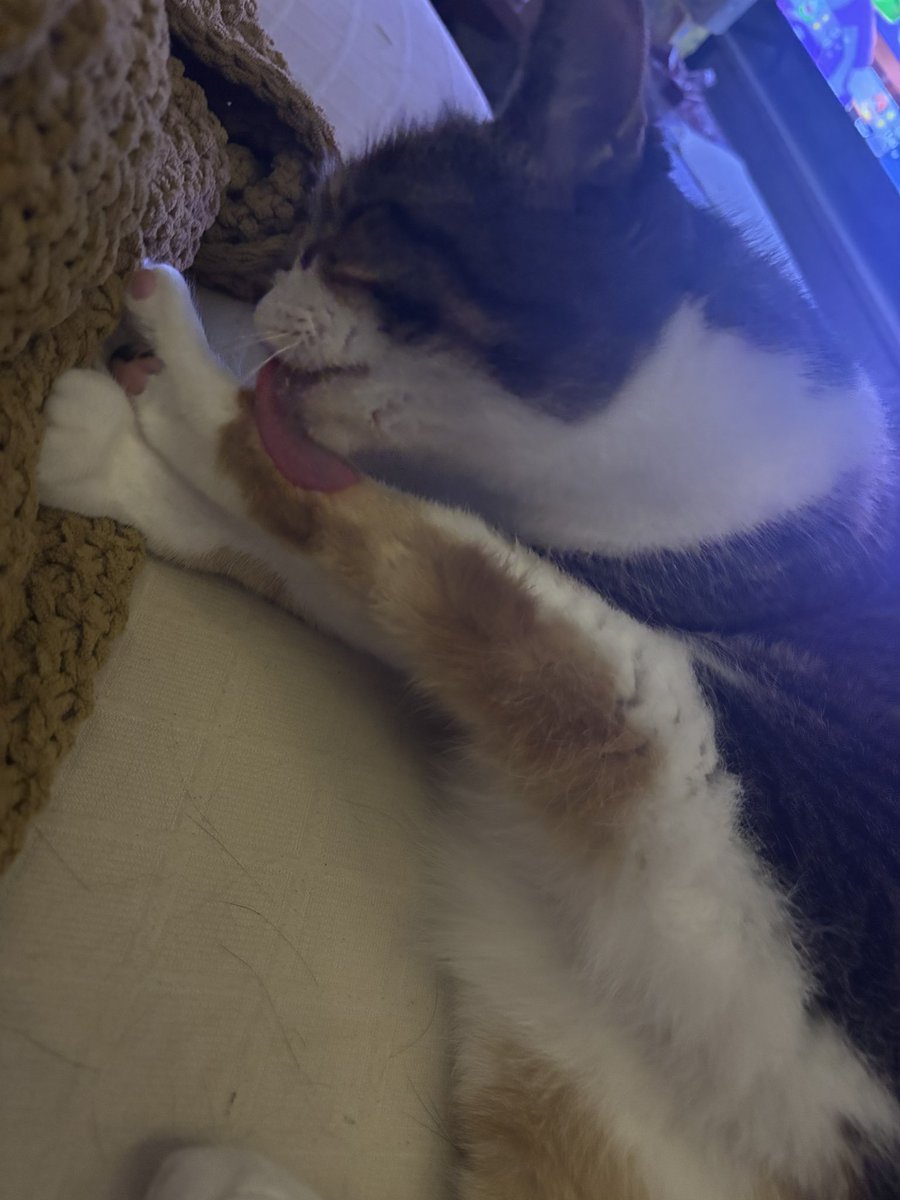 blossumupdate's tweet image. Paws in everybody get to licking