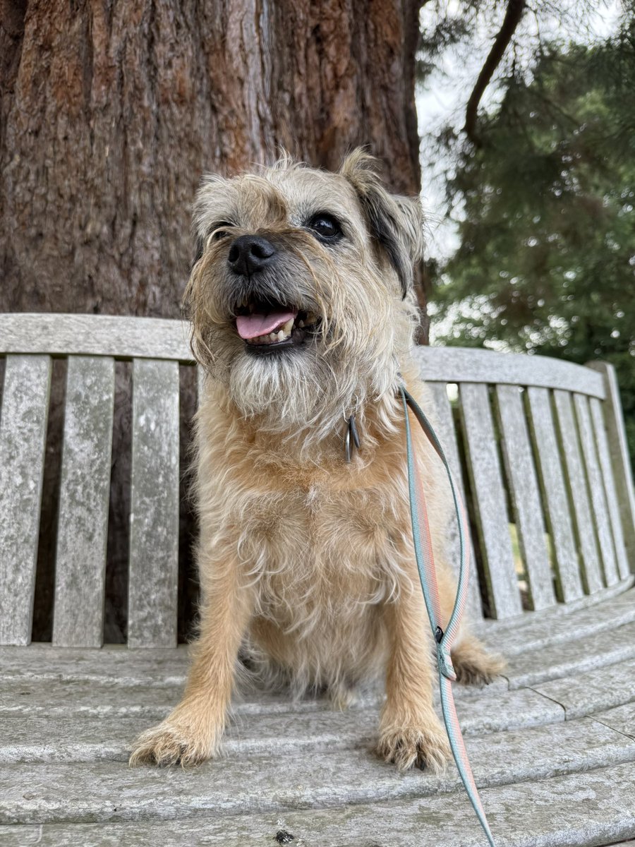 DuncanPickles's tweet image. Evening bimble… of course I dragged her to the treat tree and treat seat… I’ve got my route mapped *nods* #DuncanPickles #dogsofX #btposse #WednesdayMotivation