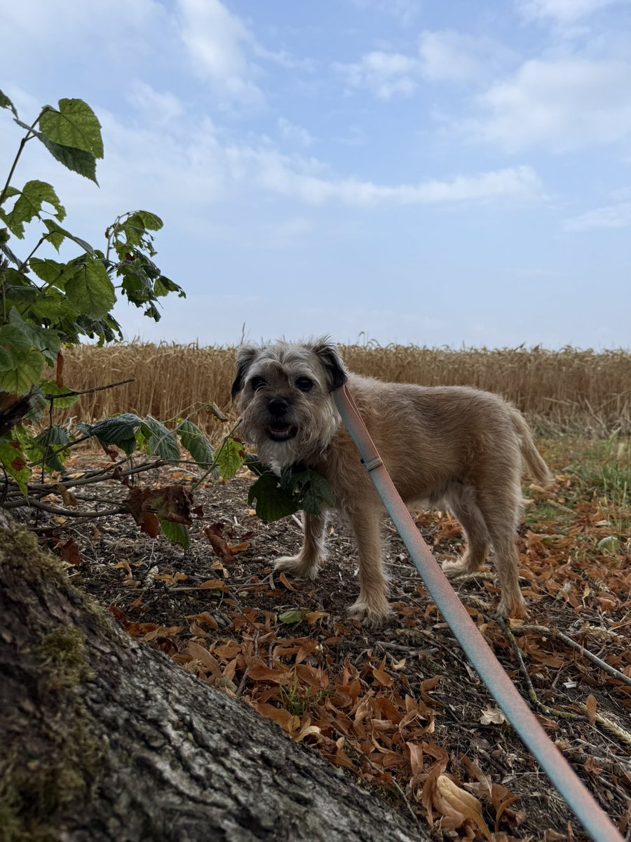 DuncanPickles's tweet image. Evening bimble… of course I dragged her to the treat tree and treat seat… I’ve got my route mapped *nods* #DuncanPickles #dogsofX #btposse #WednesdayMotivation