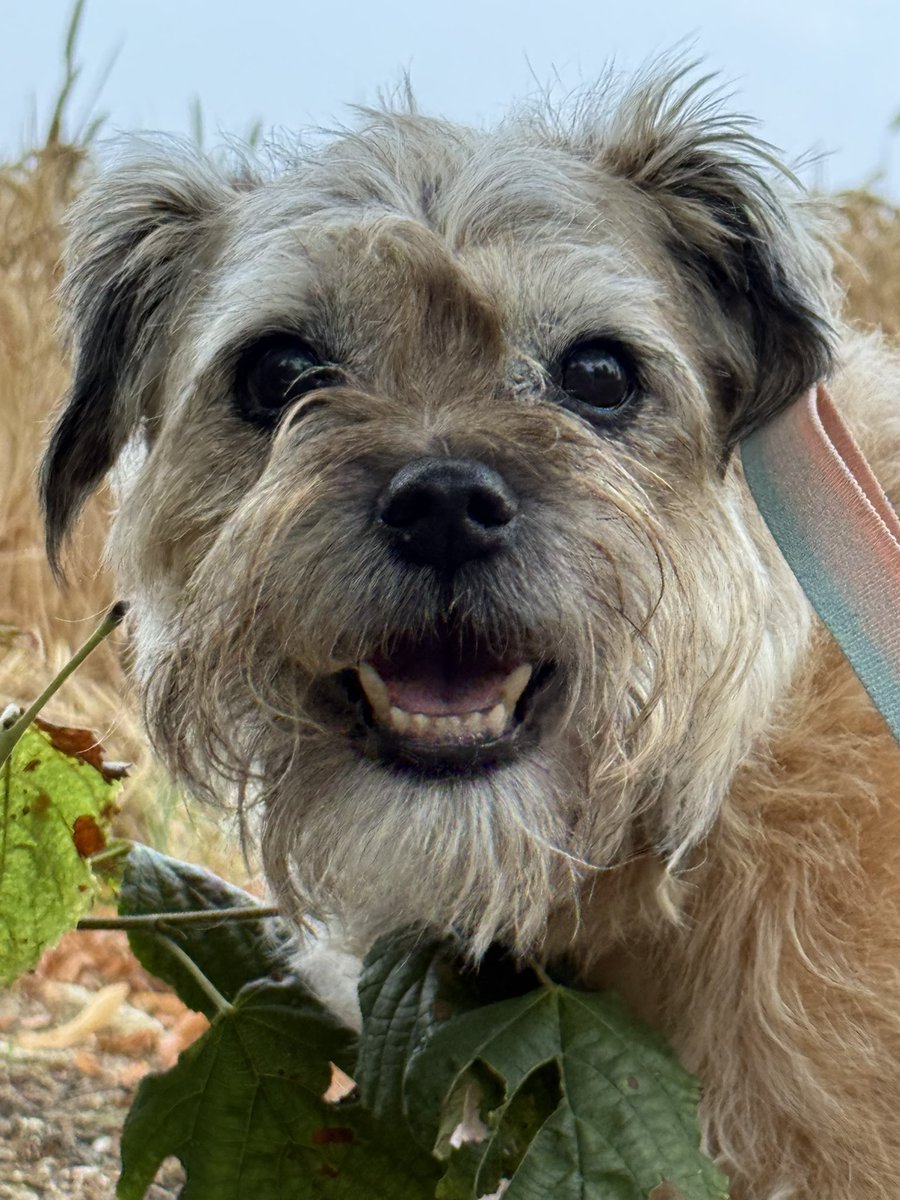 DuncanPickles's tweet image. Evening bimble… of course I dragged her to the treat tree and treat seat… I’ve got my route mapped *nods* #DuncanPickles #dogsofX #btposse #WednesdayMotivation