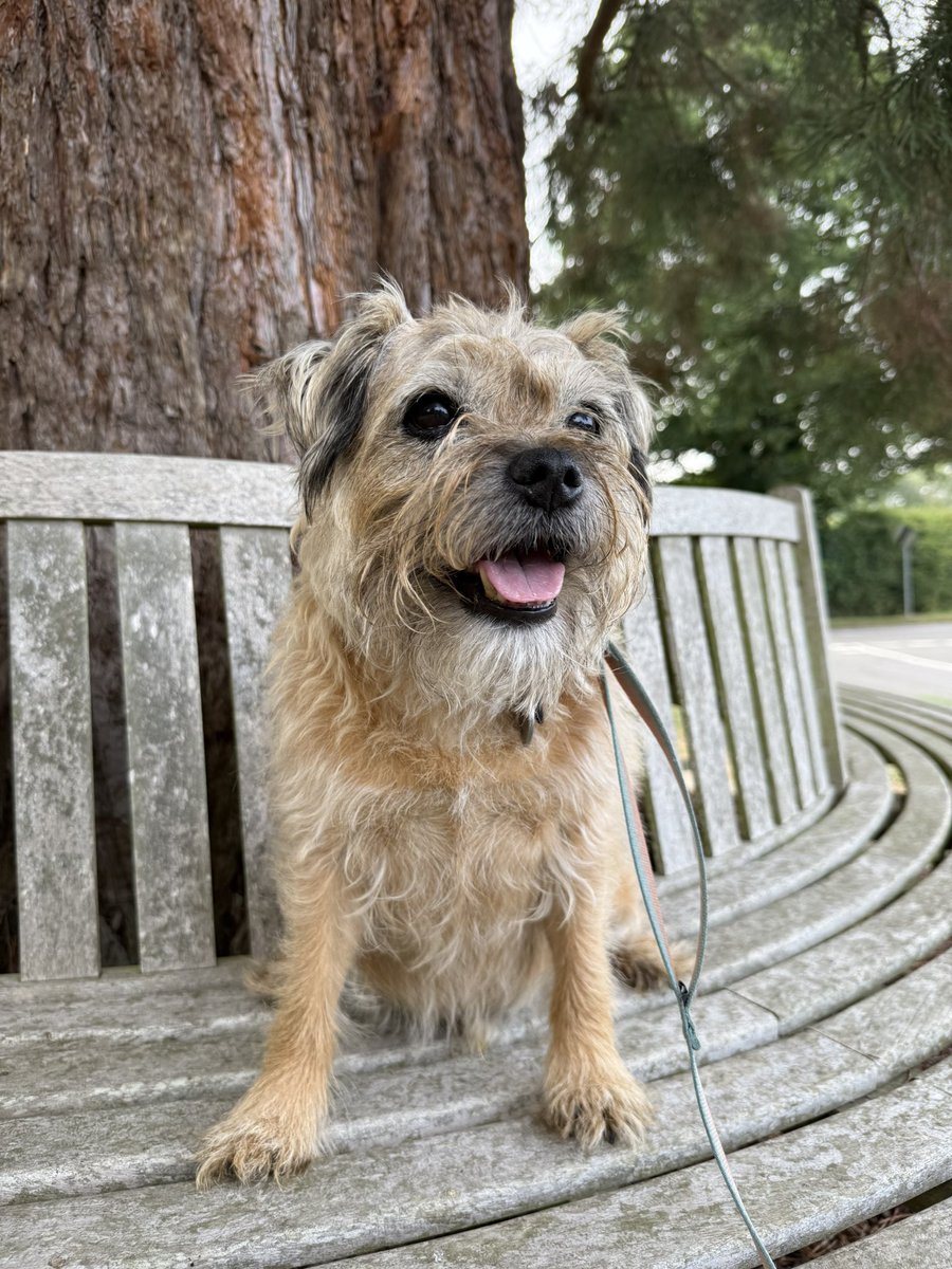 DuncanPickles's tweet image. Evening bimble… of course I dragged her to the treat tree and treat seat… I’ve got my route mapped *nods* #DuncanPickles #dogsofX #btposse #WednesdayMotivation