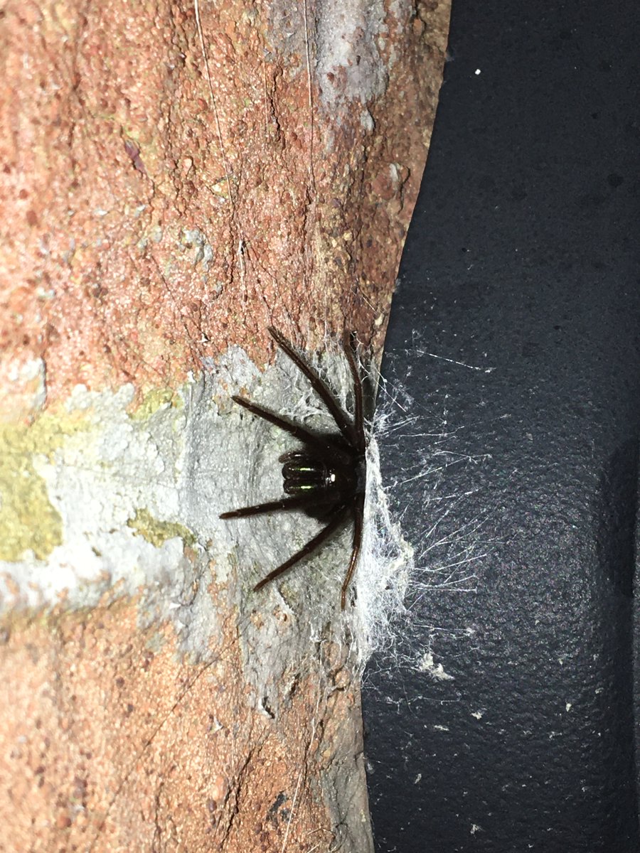 Garden wildlife. A couple of photos of my big and long staying Segestria florentina, taken last Sunday. She's now been living behind the lamp by my my front door for over 17 months! #londonwildlife