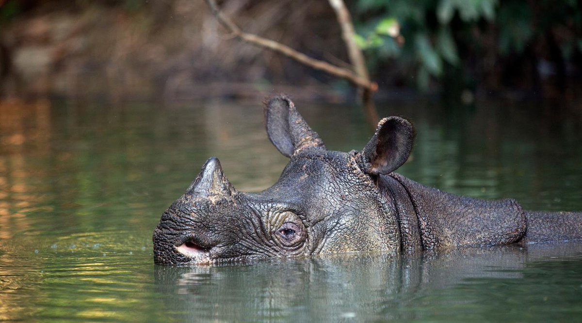DanielNorero's tweet image. Gene editing technology could be used to save species on the brink of extinction | La tecnología de edición genética podría utilizarse para salvar especies al borde de la extinción🧬🦏genengnews.com/topics/genome-… #biotech #CRISPR #conservation