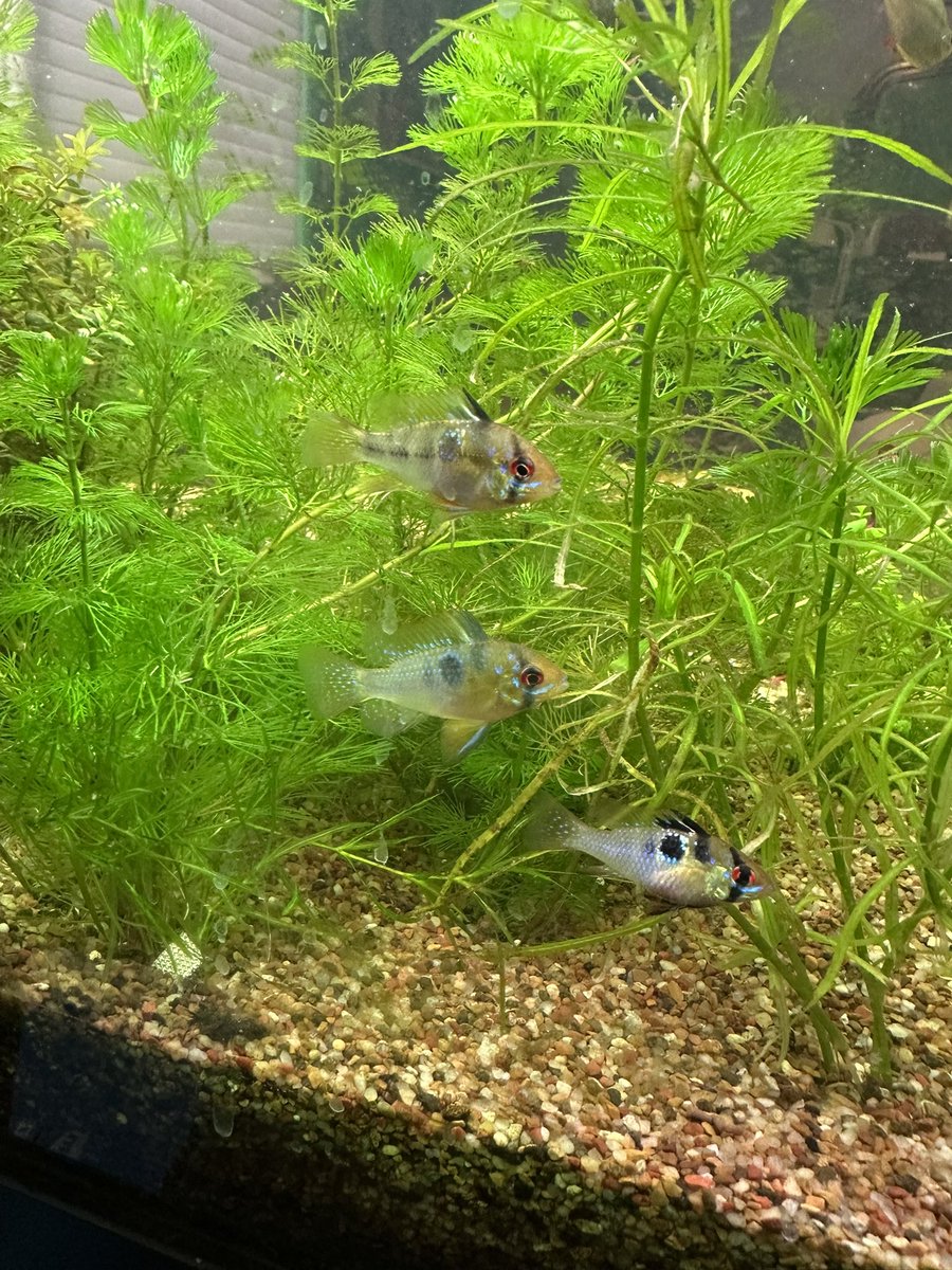 monipridragon12's tweet image. Blue German Rams- Iβll need to do regular water changes for these guys because they do love freshwater. They are really neat though as they are very docile and they do very well in plants. I figure Iβd like to see how long I can get them to live as they are difficult and veryβ¦