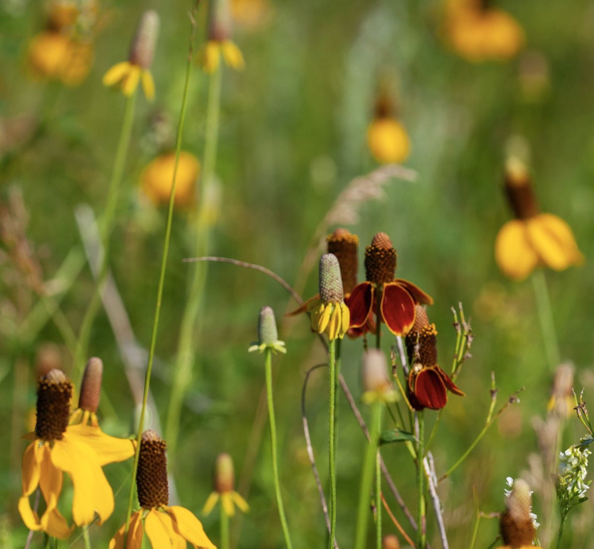 It is afternoon on Wildflower Wednesday! Coneflowerpalooza! A few Mexican Hat Coneflowers stand tall amongst a sea of Yellow Coneflowers on the North Dakota prairie. #wildflowers #flowers #wandering #northdakota #prairie