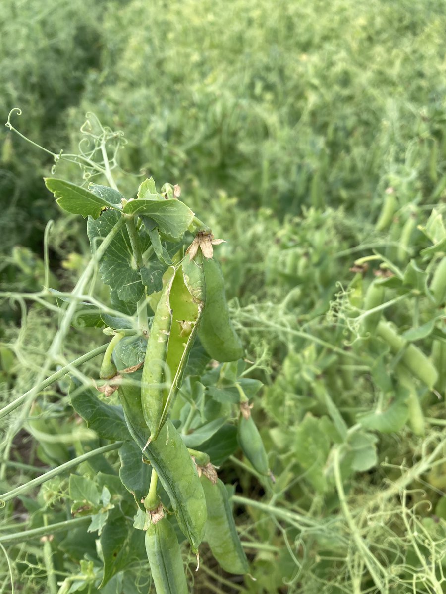 A first for WADO, we are seeing blackbirds browsing our pea plots. Anyone else seeing  the same? Minor damage but still a new development for us. <a href="/MbPulseGrowers/">MPSG</a> <a href="/CropCentres/">Manitoba Diversification Centres</a> <a href="/mb_cropalliance/">Manitoba Crop Alliance</a>