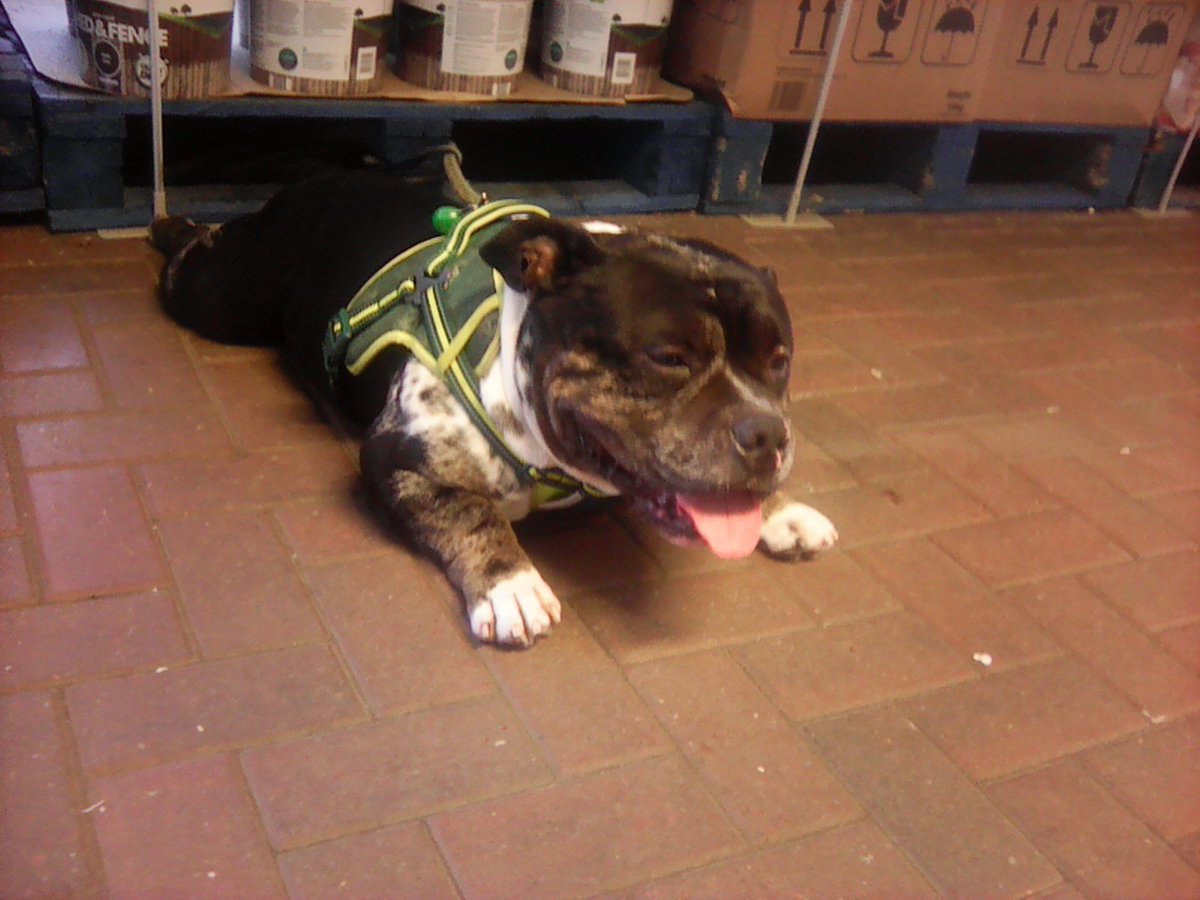 #DugsOfCorstorphine ...