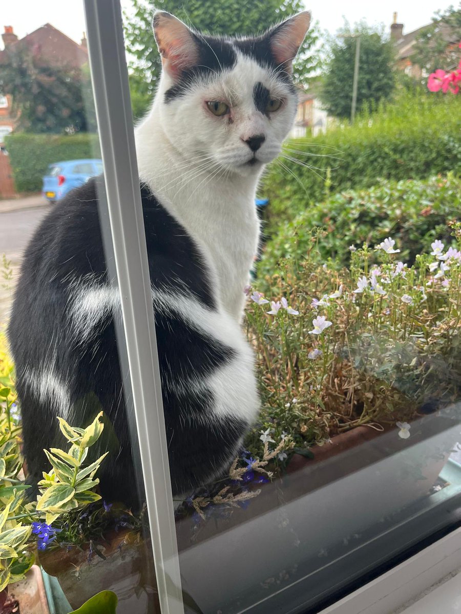 NickJF75's tweet image. I don&apos;t care that I&apos;m damaging the plants in your windowsill planter. It makes for a comfortable lookout seat.