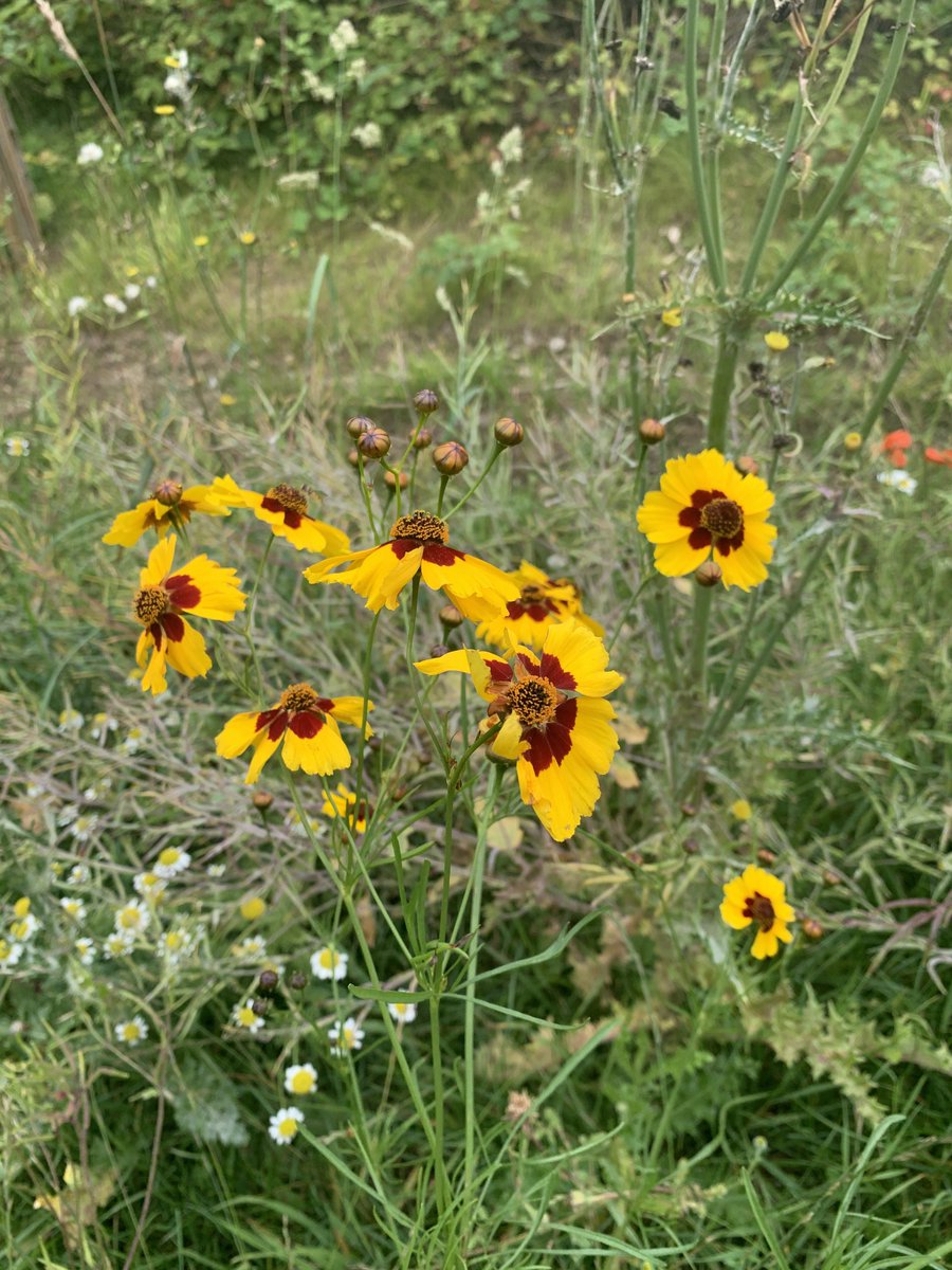 LSalt1's tweet image. Spotted today during my daily walk 🌺🌸 #FlowersOfX #SummerVibes