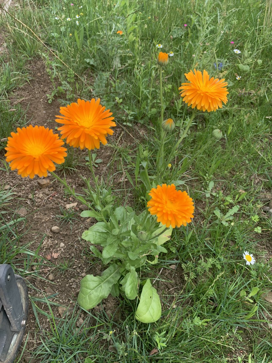 LSalt1's tweet image. Spotted today during my daily walk 🌺🌸 #FlowersOfX #SummerVibes