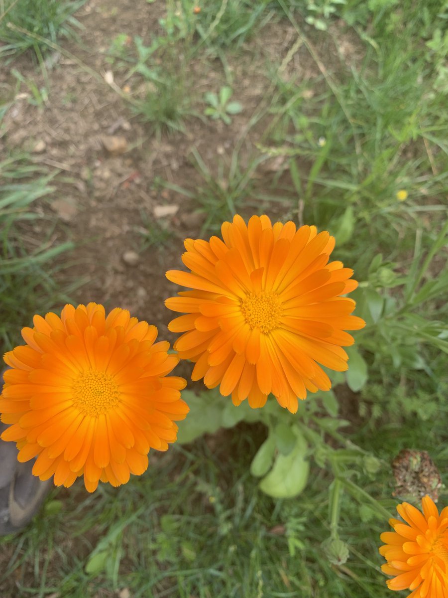 LSalt1's tweet image. Spotted today during my daily walk 🌺🌸 #FlowersOfX #SummerVibes