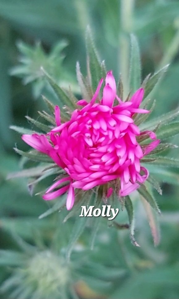 iolemolly's tweet image. Qual'cuno mi ha chiesto
di descriverti e io gli ho
parlato dell'istante prima
dell'alba quando i fiori si
aprono e hanno cuori enormi
F.Caramagna