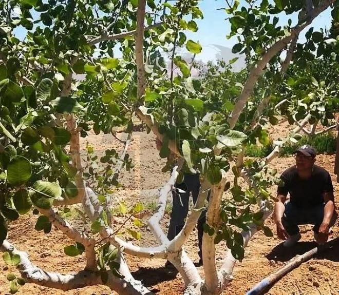 TapNewsAgency's tweet image. #Tunisia: Pistachio output in the country's top producer #Gafsa, which has 58.2 million trees over 18,841 ha (rain-fed & irrigated), is set to hit 4,289 tonnes in 2025, up from 2,026 tonnes in 2024, according to the local agricultural commission. #TAP_En