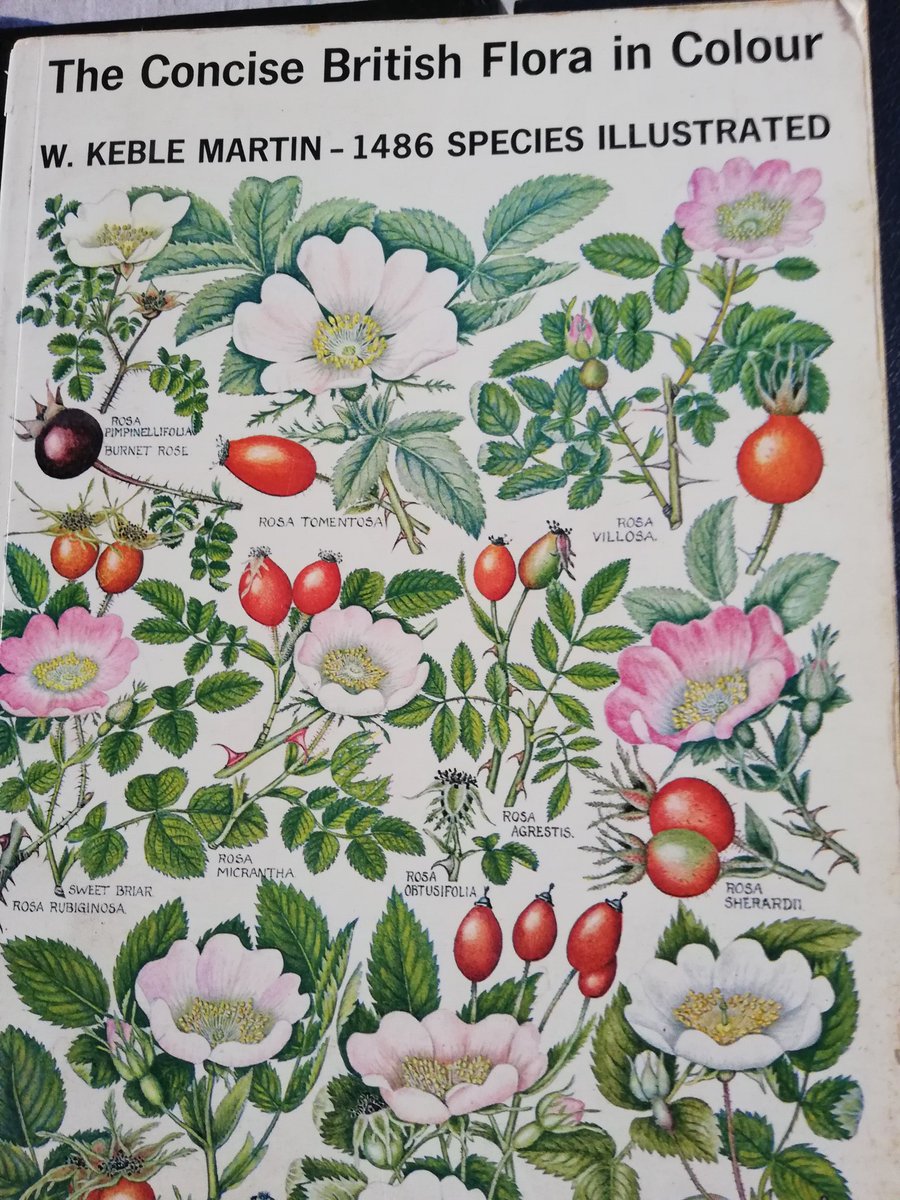 <a href="/wildflower_hour/">wildflowerhour</a> Love Keble Martin - my copy is yellowing a bit now!