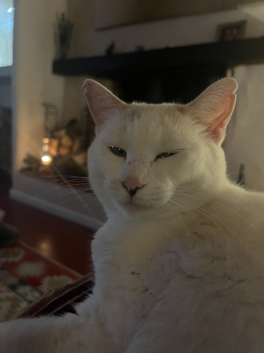 tygerpoo's tweet image. Can’t keep my eyes open, nighty night friends #WhiskersWednesday #cats #CatsOfX #CatsLover