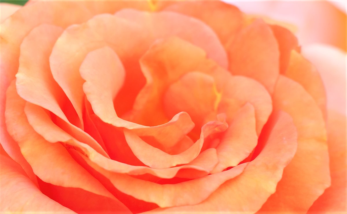 shin1979flower's tweet image. 本当の優しさは、強さがあってこそ生まれる。
甘えじゃない、覚悟ある優しさを持つ人でいたい。
#格言 #人生論 #花屋の哲学