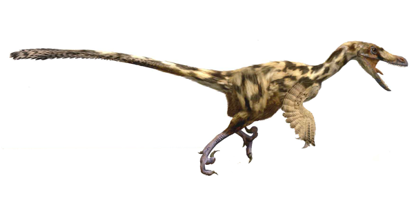 FDinosaurios's tweet image. Los dinosaurios carnívoros de los Pirineos enseñan los dientes (@ICP_MCrusafont)
Un estudio revela una elevada diversidad de dinosaurios carnívoros de tamaños diferentes a los actuales Pirineos a finales del Cretácico, poco tiempo antes de su extinción.
n9.cl/ubnxp