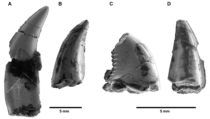FDinosaurios's tweet image. Los dinosaurios carnívoros de los Pirineos enseñan los dientes (@ICP_MCrusafont)
Un estudio revela una elevada diversidad de dinosaurios carnívoros de tamaños diferentes a los actuales Pirineos a finales del Cretácico, poco tiempo antes de su extinción.
n9.cl/ubnxp