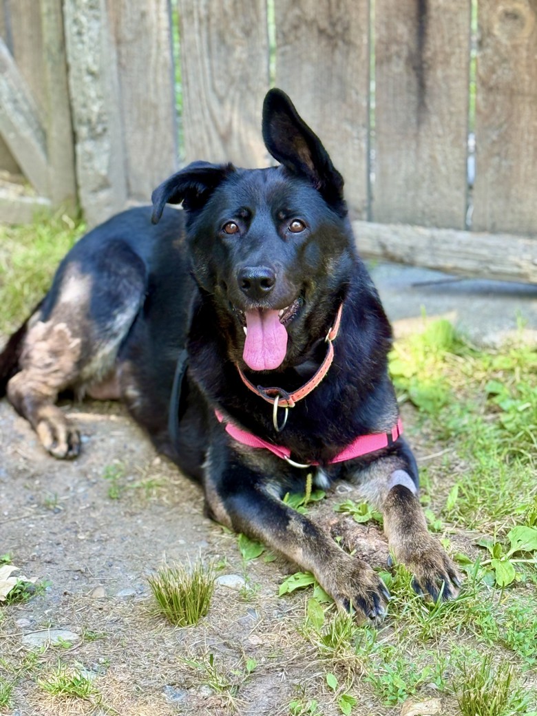 Meet Ebony – Your Future Shadow and Best Friend!

Ebony is a sweet and affectionate German Shepherd mix who absolutely lives for human companionship. Learn more about sweet Ebony at ow.ly/ngLc50WsPtH. | BC SPCA Abbotsford ❤️🐾