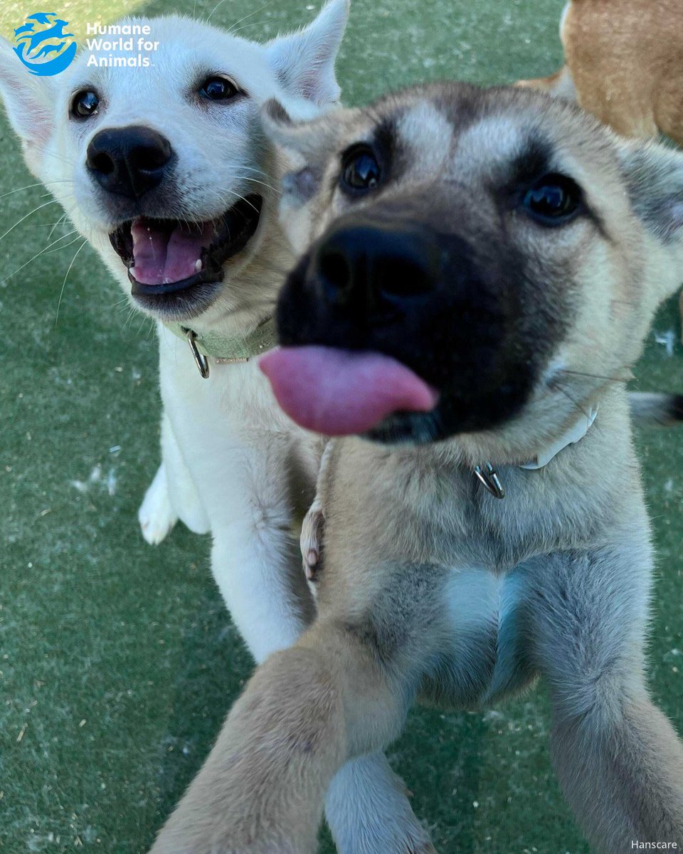 humaneworlduk's tweet image. Take a look at some of the puppies from our Cheongju dog farm rescue, playing at our partner shelter in South Korea. These pups stayed behind as they were too young to fly when the farm rescue took place, so will travel to the US to find loving homes later!🐶