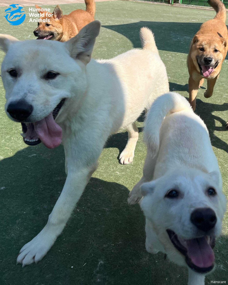humaneworlduk's tweet image. Take a look at some of the puppies from our Cheongju dog farm rescue, playing at our partner shelter in South Korea. These pups stayed behind as they were too young to fly when the farm rescue took place, so will travel to the US to find loving homes later!🐶