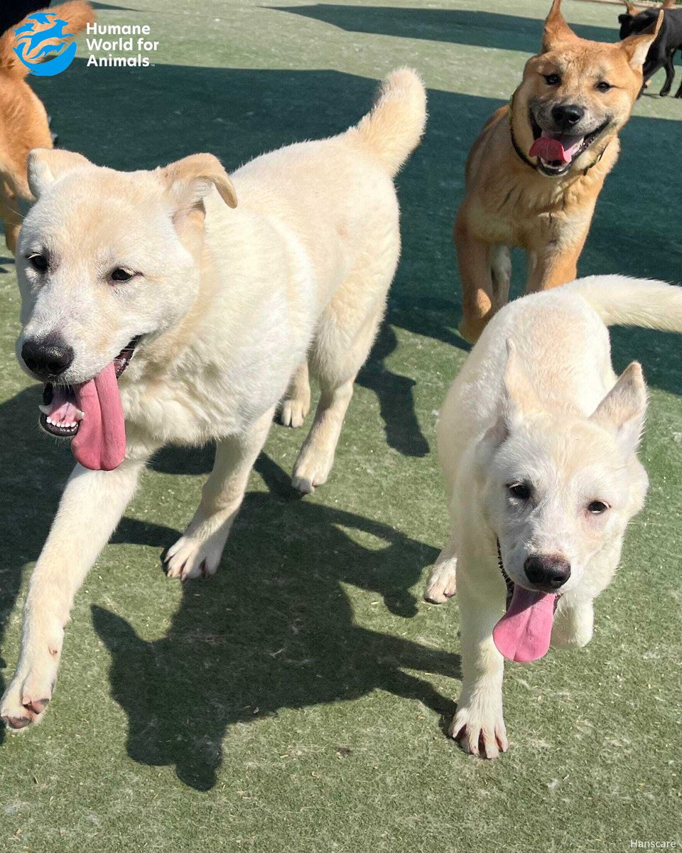 humaneworlduk's tweet image. Take a look at some of the puppies from our Cheongju dog farm rescue, playing at our partner shelter in South Korea. These pups stayed behind as they were too young to fly when the farm rescue took place, so will travel to the US to find loving homes later!🐶