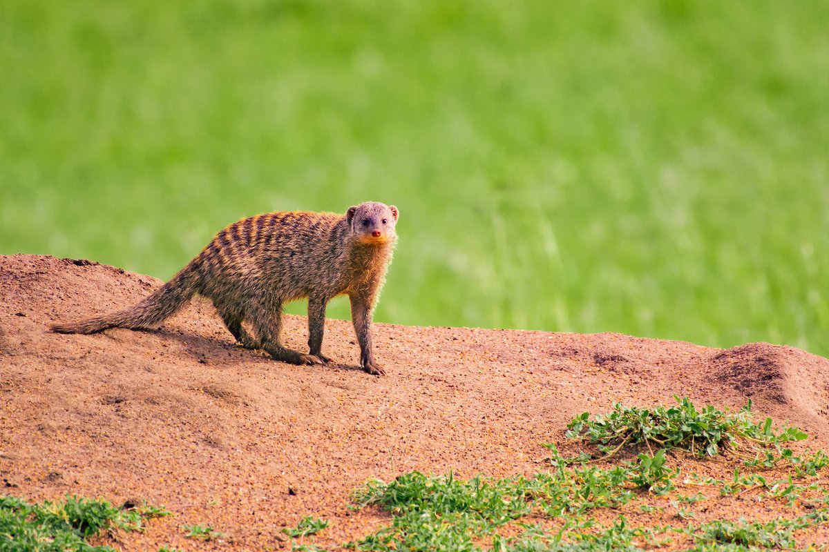 bownaankamal's tweet image. In the world of banded mongooses, it takes a village to raise a pup.
These social animals have a remarkable strategy—female mongooses in a troop often give birth on the same day! This synchronized birthing helps confuse parentage, which means everyone in the troop takes part in…