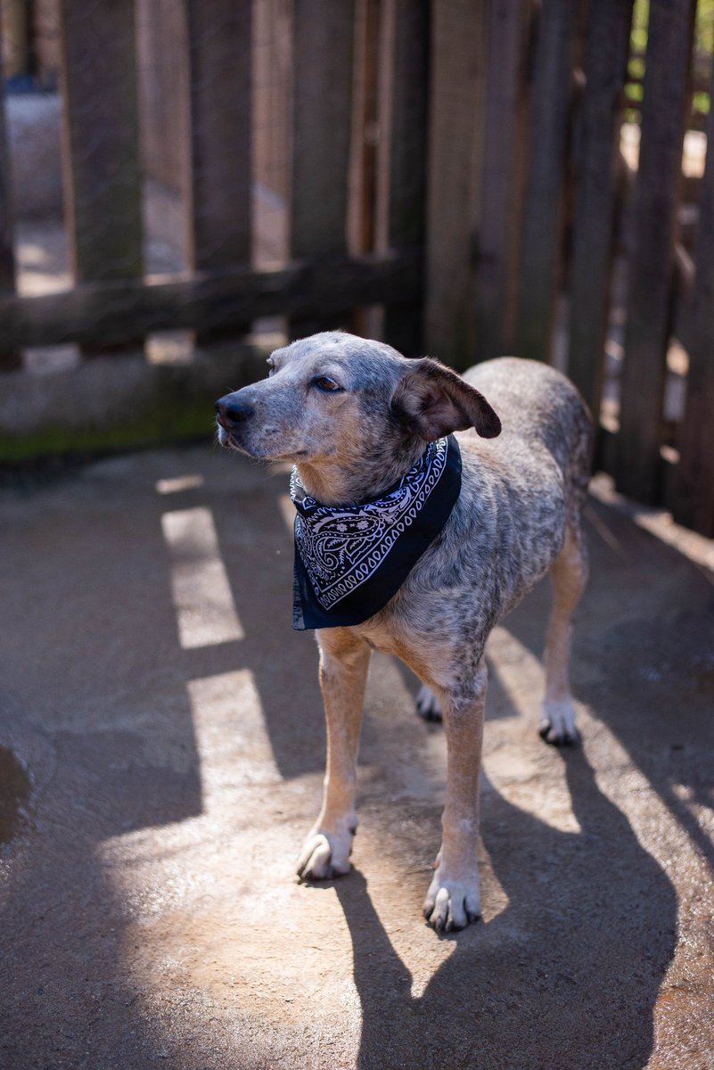 caogonhal's tweet image. Madona divando com a bandana combinando com sua pelagem! 🥰
Nos pegamos pensando pq tantos cães parecem invísiveis aos olhos das pessoas...
Castrada
Porte médio
Vacinada
Protegida de pulgas e carrapatos
Temperamento tranquilo
Contato para adoção via whatsapp (35) 99193-5404