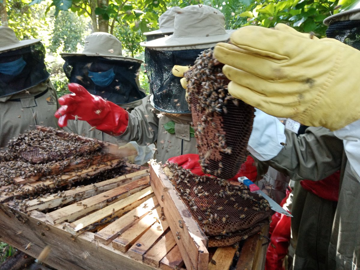 Bee House Honey harvesting practical sessions