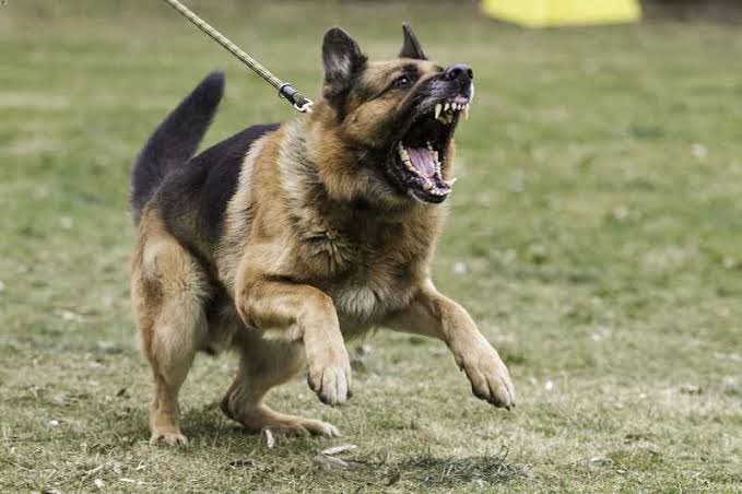 Orutu Akposieyefa W (@orutu_aw) on Twitter photo Avoid police trouble 👮 when your dog 🐕 accidentally bites someone 😇 and you can't find the vet card. Keep your canine’s vaccination 💉 records up to date and accessible anytime with the <a href="/caninecastleng/">Canine Castle</a> app. Manage all medical records seamlessly — no stress, no stories! Avoid police trouble 👮 when your dog 🐕 accidentally bites someone 😇 and you can't find the vet card. Keep your canine’s vaccination 💉 records up to date and accessible anytime with the <a href="/caninecastleng/">Canine Castle</a> app. Manage all medical records seamlessly — no stress, no stories!