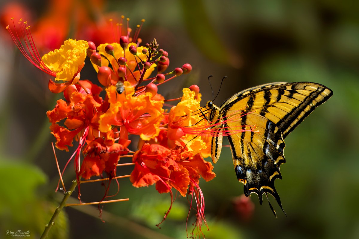 raychiarello's tweet image. Two-tailed Swallowtail Butterfly in our backyard this morning.
#Butterfly #Nature #ElPaso #Texas