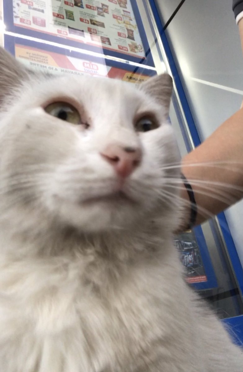 sevmesi bitse de gitsem diye bekliyo
yas mamik verdim hicbir yere gidemezsin