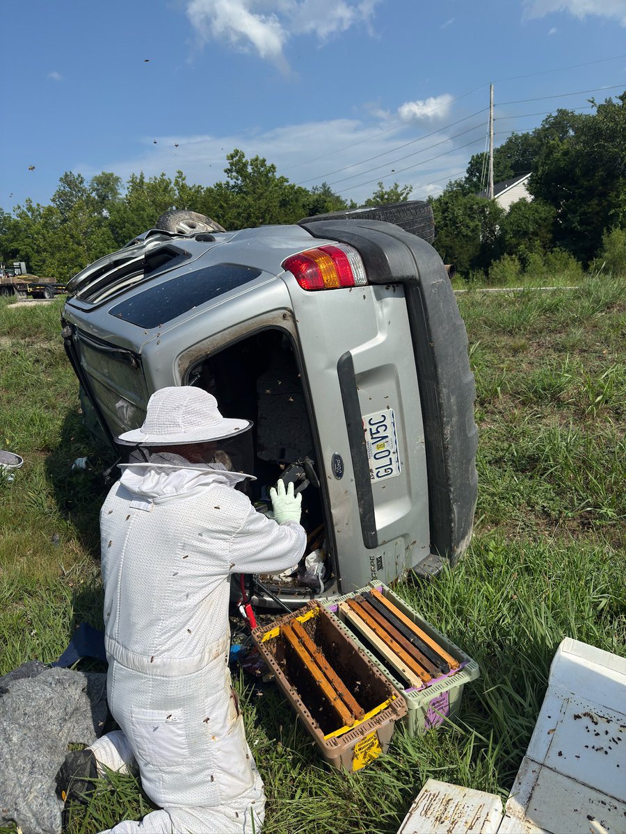 A follow up to the accident in Cedar Hill that released thousands of bees. According to fire chief Mick Fischer, the queen was among the bees that were recovered &amp; she’s healthy &amp; laying eggs again. Soon the colony will be relocated to its new home. <a href="/KMOV/">KMOV</a>