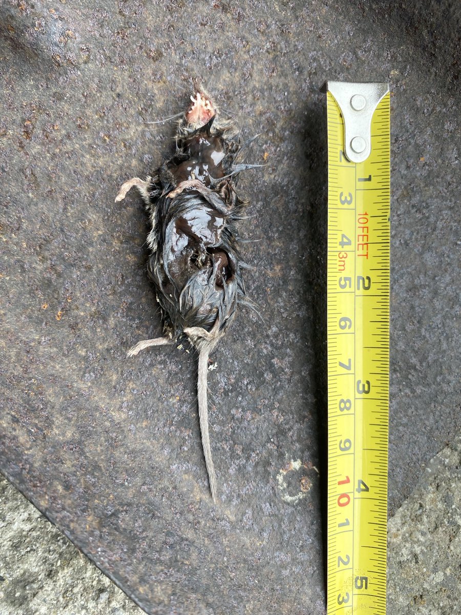 Phil Clancy tweet media