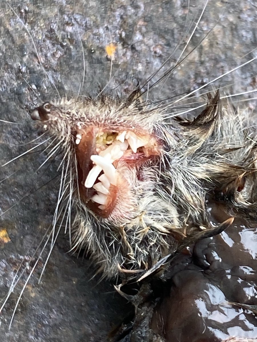 Phil Clancy tweet media