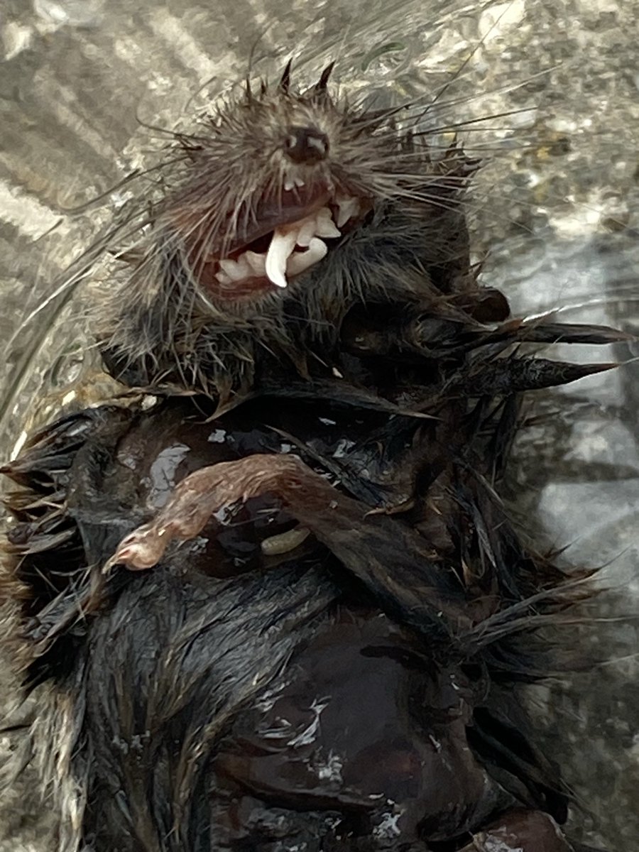 Phil Clancy tweet media