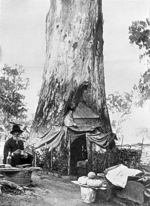 vintagestuff4's tweet image. An elderly man living in a eucalyptus tree
Australia
1893