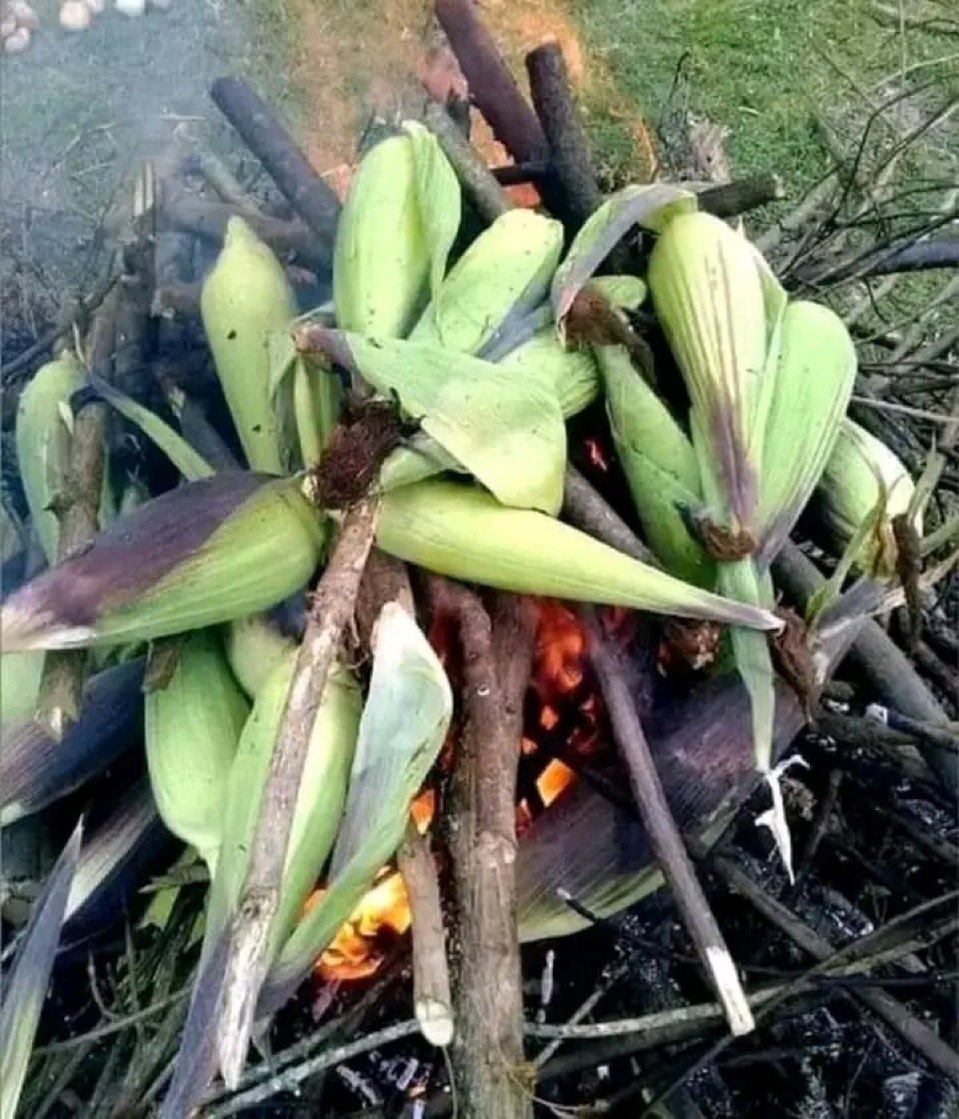 JustinNkumbarhi's tweet image. L’agriculteur ne meurt jamais de #faim. Comment appelle-t-on les maïs dans votre langue maternelle ? Perso c’est « #Magonji » en Mashi de #Kabare. Et vous ?