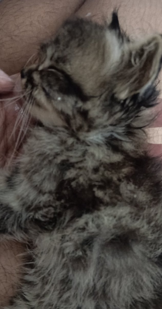 Bye kojuu. Fly high anak baik. Terimakasih 1 bulan 8 hari nya. Terimakasih udah nunggu aku pulang kerja baru pergi 😿