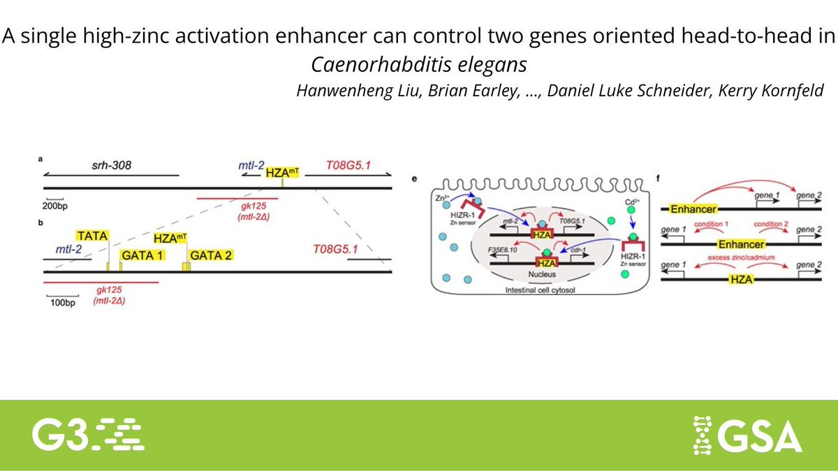 GeneticsGSA's tweet image. In this #G3journal study, Liu et al. deleted the HZA enhancer responsible for cellular response to excess zinc levels in #Celegans, showing how the deletion controls expression of two nearby cdr-1 and F35E8.10 genes but not distant genes. 🪱
Read more: buff.ly/2rQt16D
