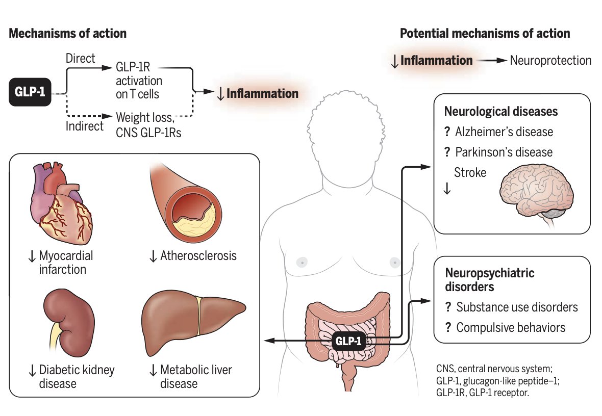 Today's newsletter: WHY DO GLP-1 DRUGS SEEM TO BE GOOD AT EVERYTHING?

Studies show GLP-1s for may also:
- curb alcohol, cocaine, and tobacco use among addicts
- prevent strokes, heart attacks, chronic kidney disease, sleep apnea, and Parkinson's disease
- reduce the risk of
