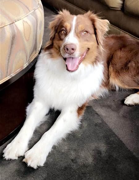 NEHumaneSociety's tweet image. "My friends and family always say, 'When you see Kellen, you know that Finn is not too far behind.' He is my constant shadow and best friend, and I don’t know where I would be without him."
Read Kellen's story: bit.ly/3TXZUdI
(136/150) #NHS150